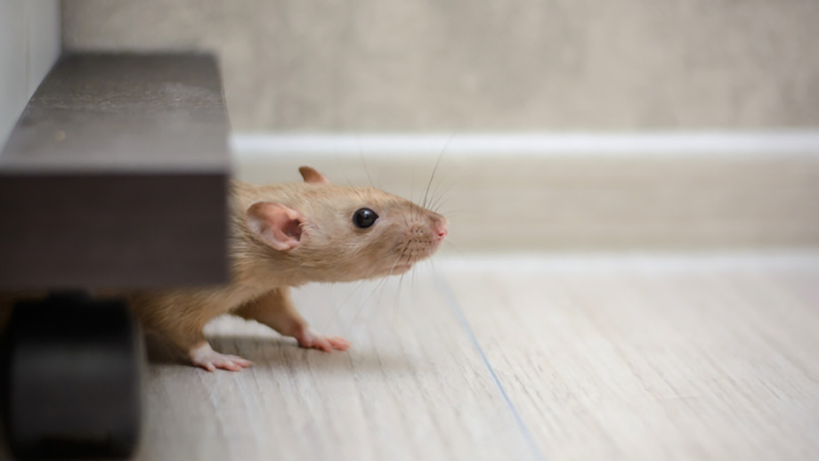 Bí quyết diệt chuột ở trên trần thạch cao không tốn kém